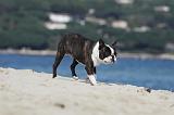 BOSTON TERRIER 321